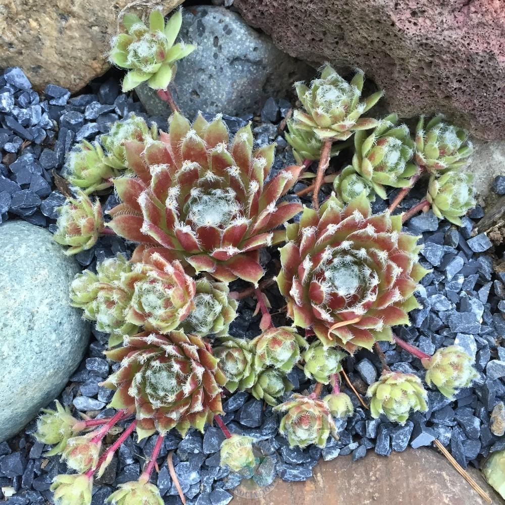 Photo of Hen and Chicks (Sempervivum 'Jade Rose') uploaded by Patty