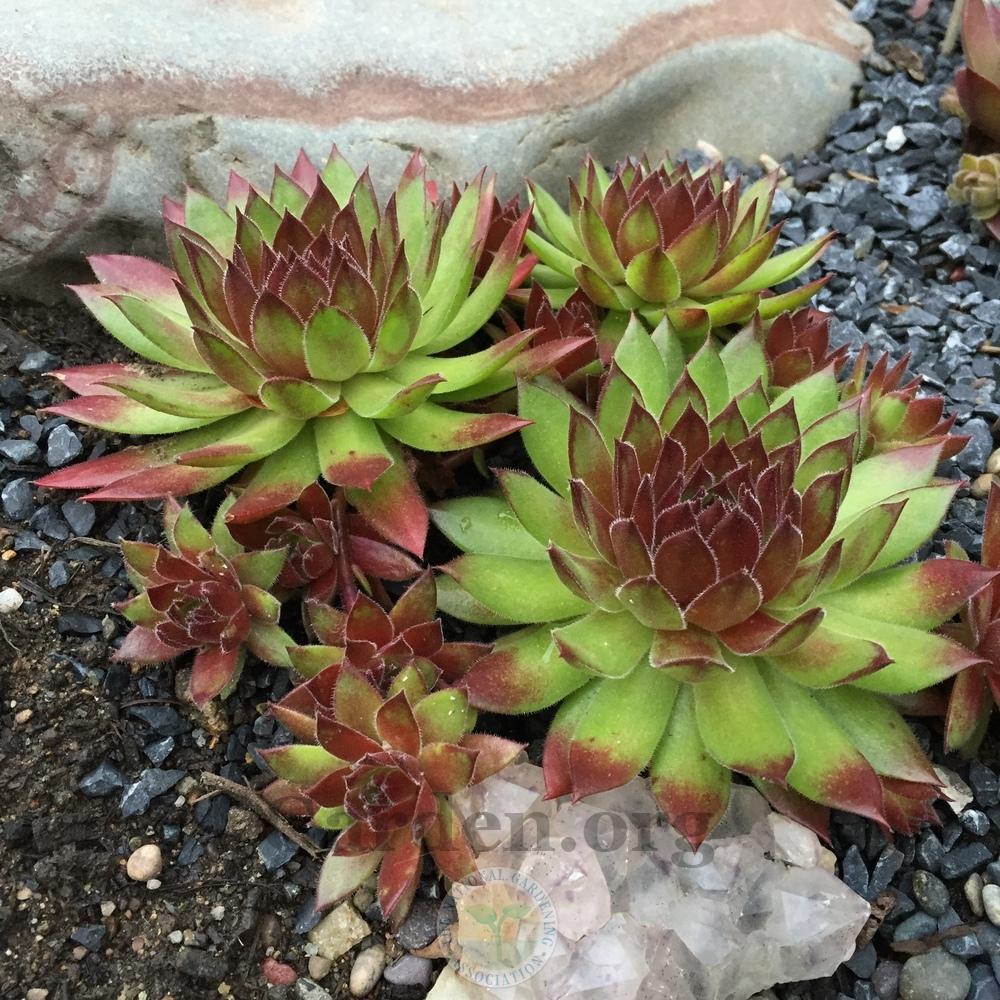 Photo of Hen and Chicks (Sempervivum 'Hart 8') uploaded by Patty