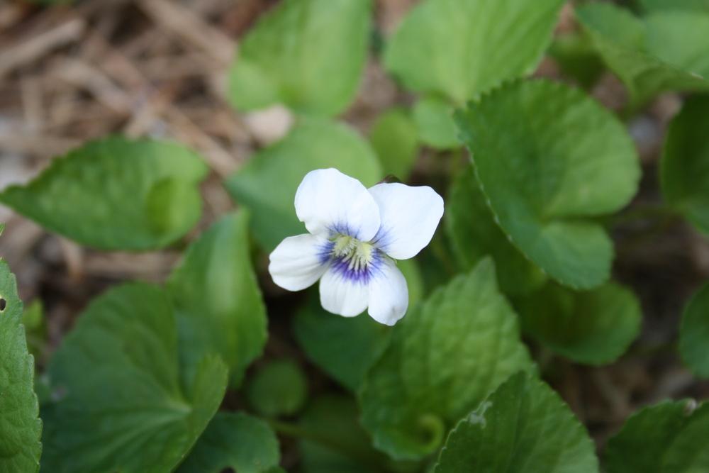 Photo of Common Blue Violet (Viola sororia) uploaded by touchofsky