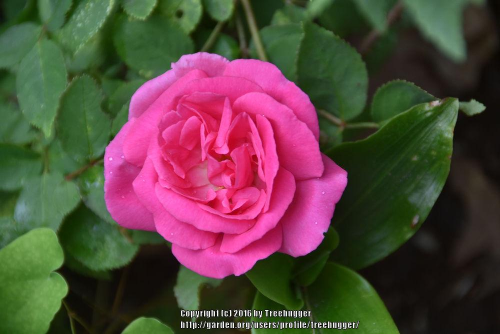 Photo of Rose (Rosa 'Zephirine Drouhin') uploaded by treehugger