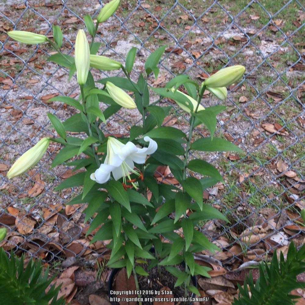 Photo of Oriental Lily (Lilium 'Casa Blanca') uploaded by GaNinFl