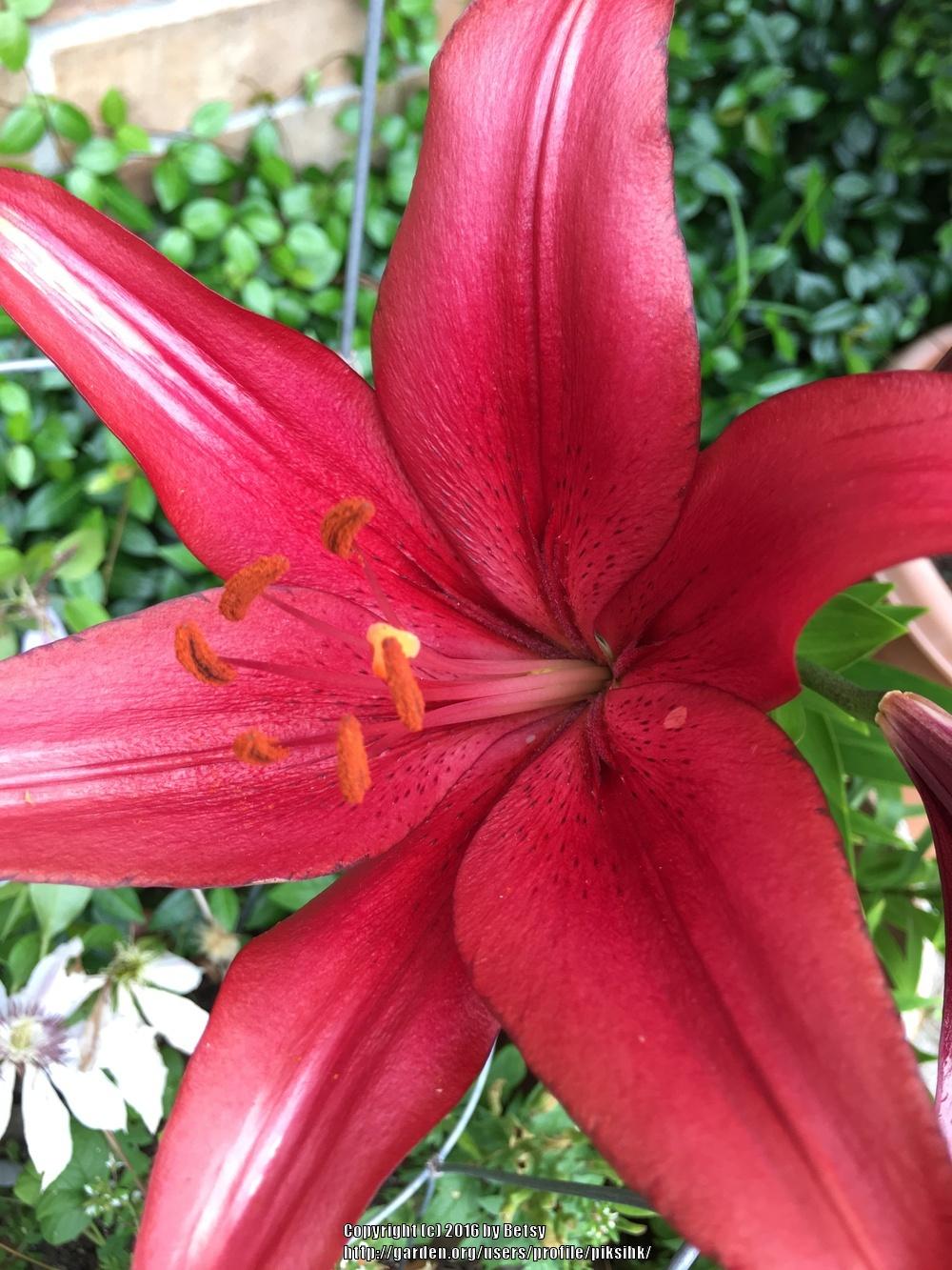 Photo of Lily (Lilium 'Red Alert') uploaded by piksihk
