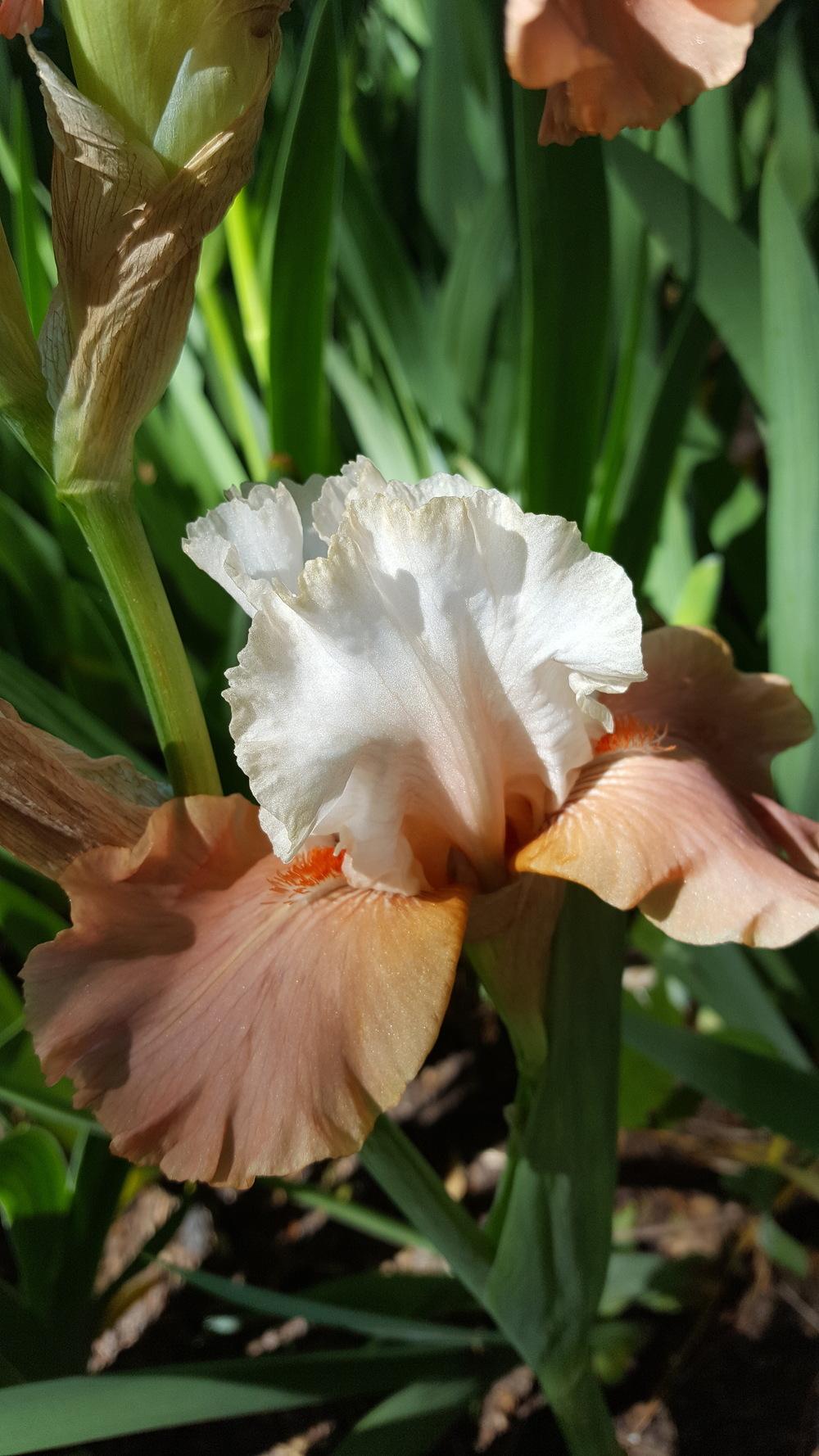 Photo of Tall Bearded Iris (Iris 'Struck Twice') uploaded by Dachsylady86