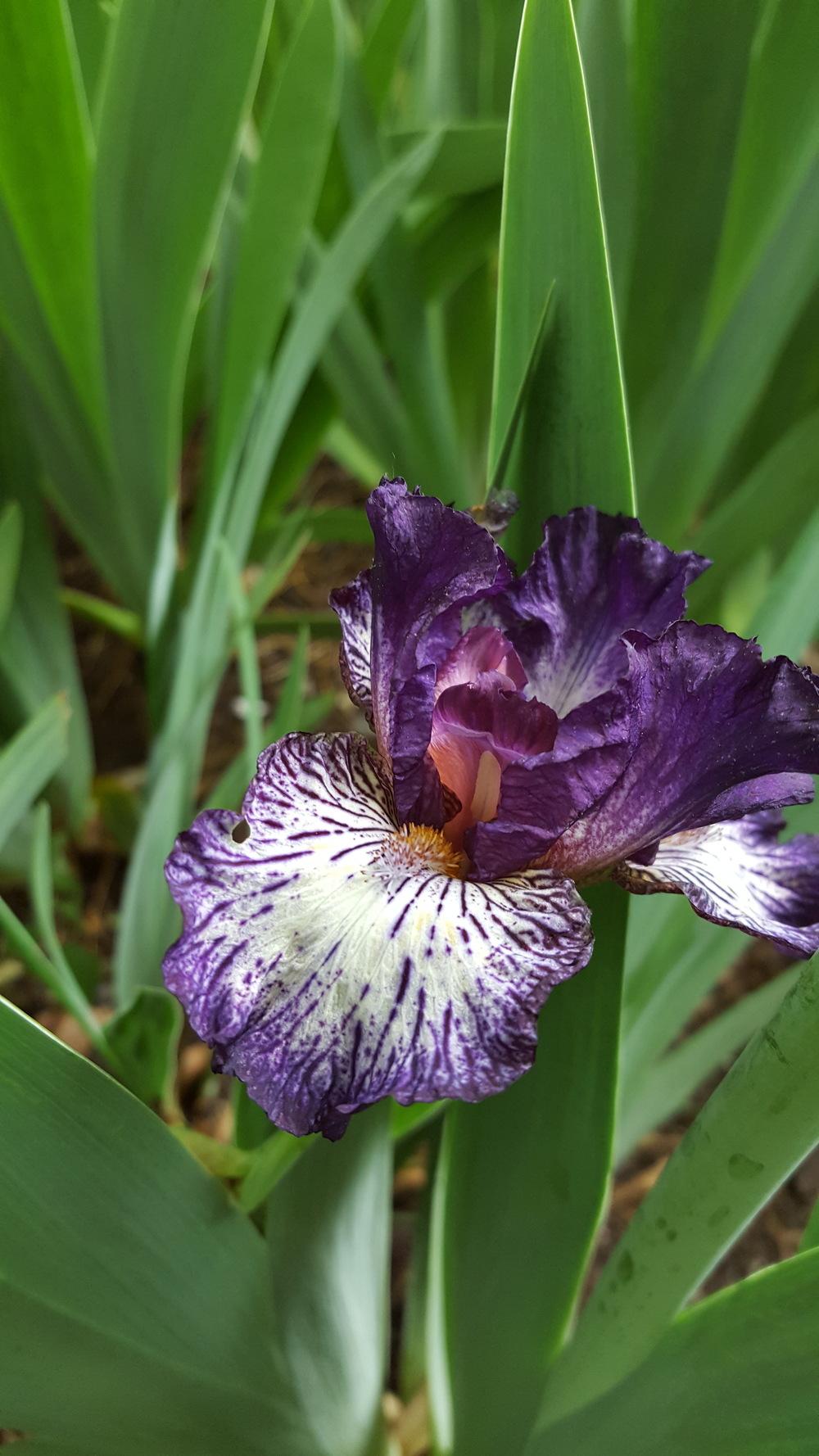 Photo of Intermediate Bearded Iris (Iris 'Fall Line') uploaded by Dachsylady86