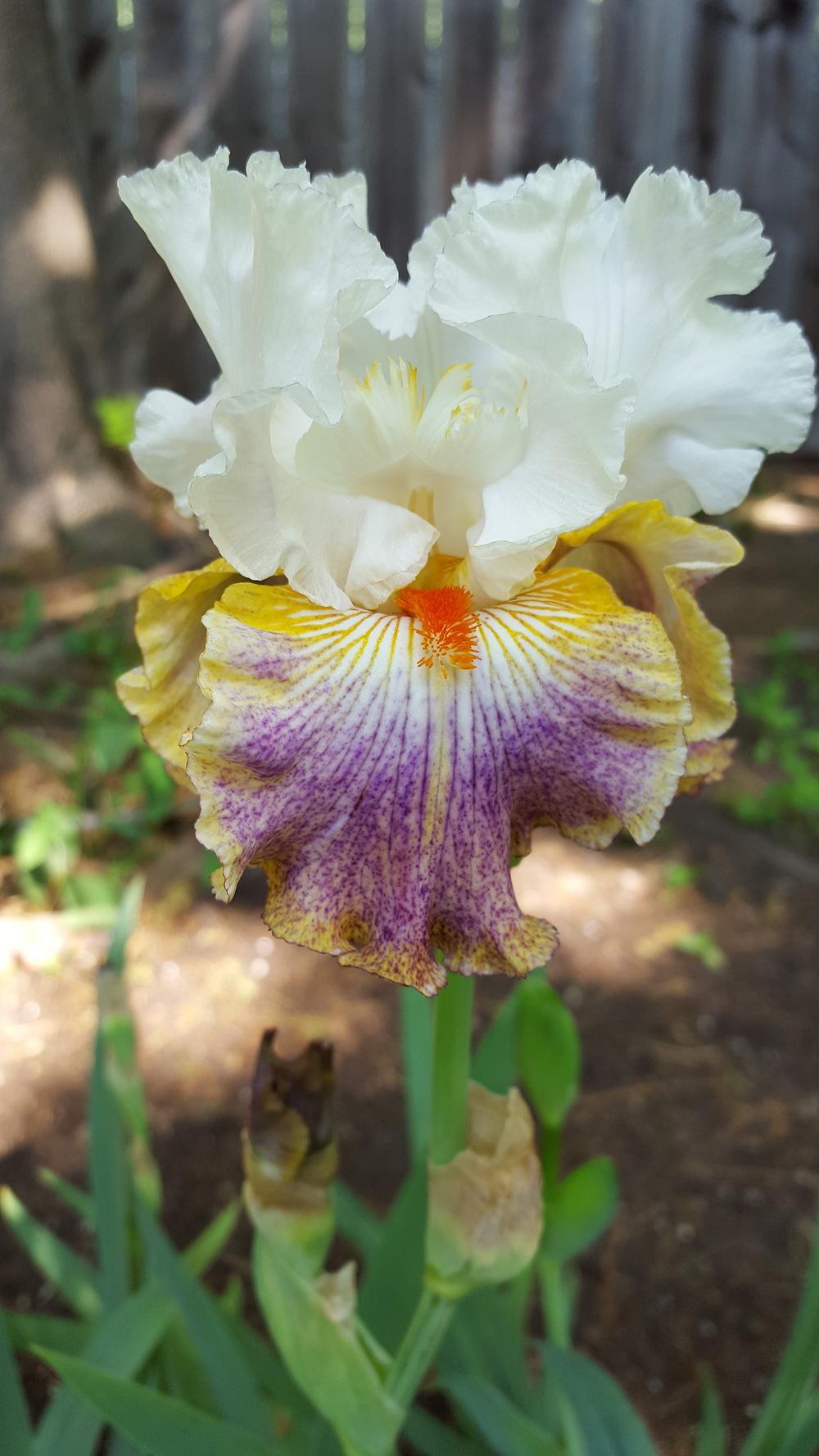 Photo of Tall Bearded Iris (Iris 'Fantasy Ride') uploaded by Dachsylady86