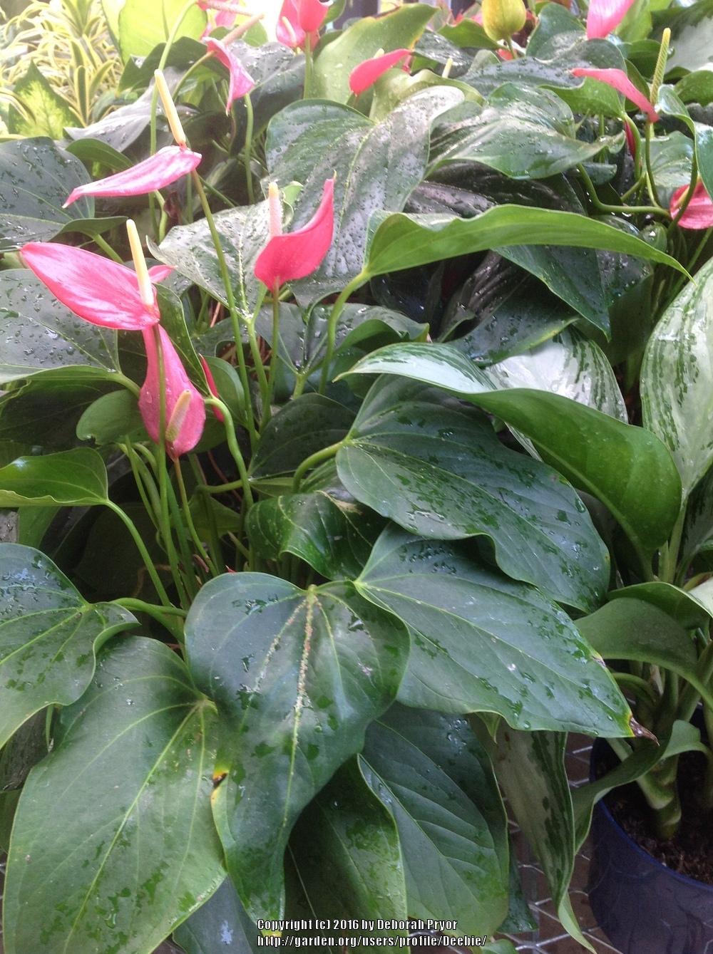 Photo of Anthuriums (Anthurium) uploaded by Deebie