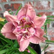 Double bloom on my Picasso's Paintbrush Daylily! Wow!