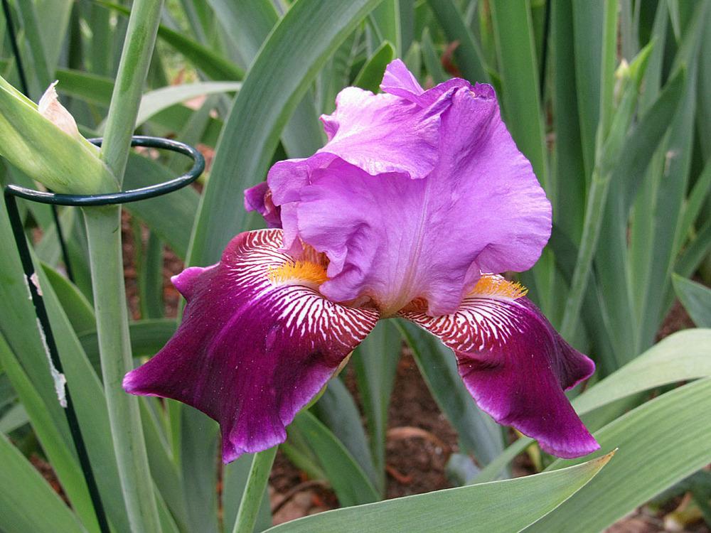 Photo of Tall Bearded Iris (Iris 'Vuneta Krisle') uploaded by Lestv