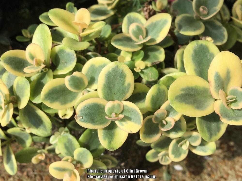 Photo of Sedum (Hylotelephium SunSparkler® Lime Twister) uploaded by clintbrown