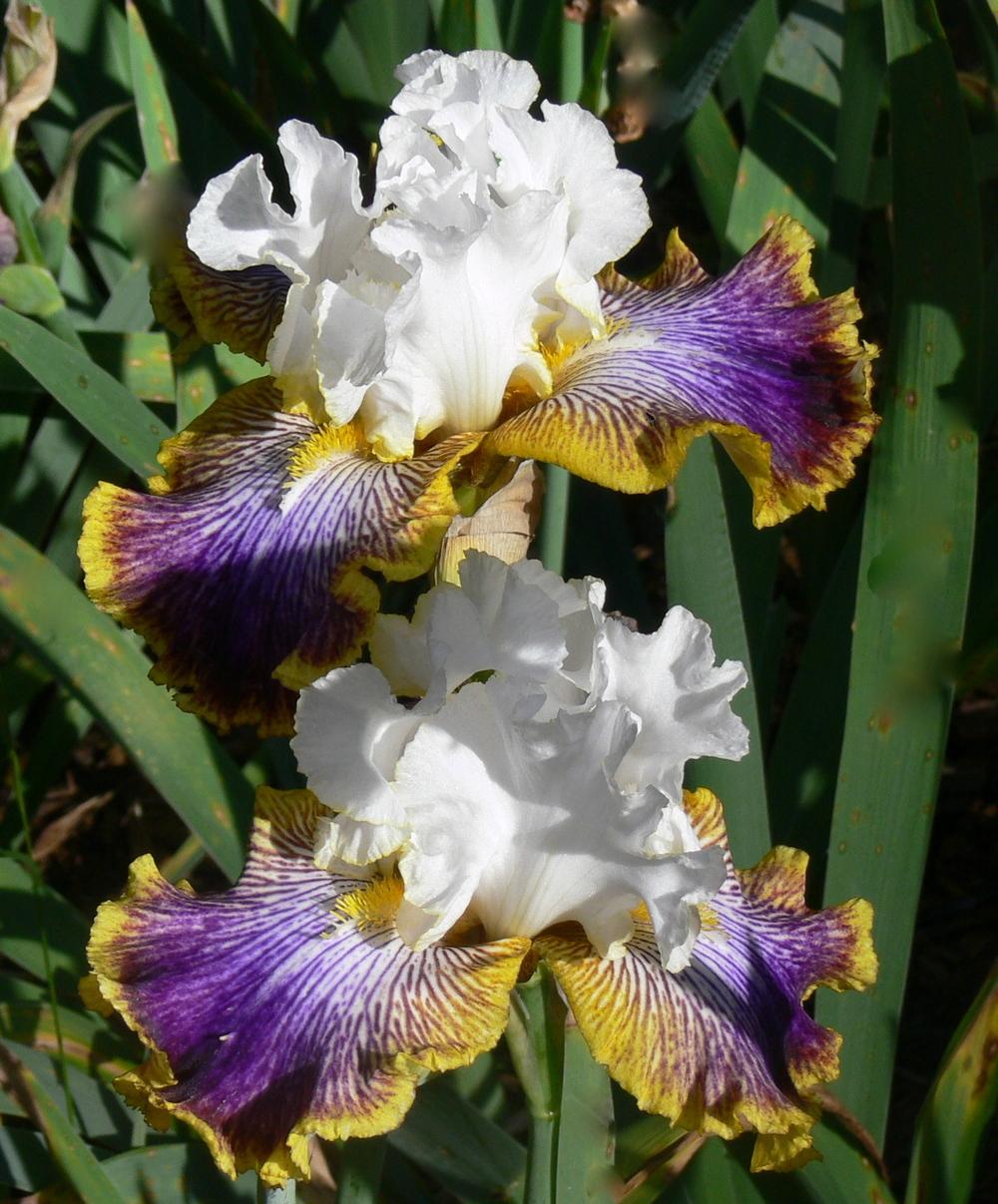 Photo of Tall Bearded Iris (Iris 'Patchwork Puzzle') uploaded by janwax