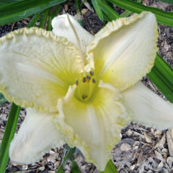 Location: Lewisville, AR (zone 8a)
Date: 2016-05-28
Hemerocallis 'Mal, first bloom fully opened.