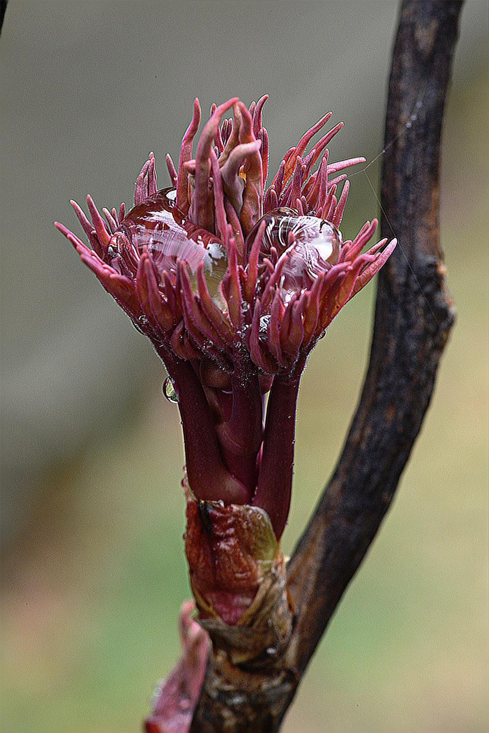 Photo of Japanese Tree Peony (Paeonia x suffruticosa 'Shimadaijin') uploaded by marsrover
