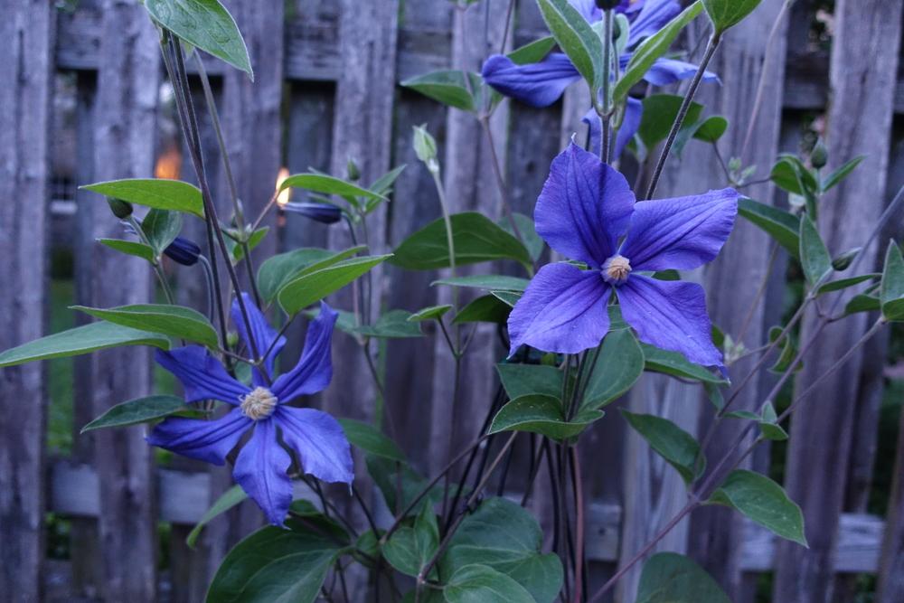 Photo of Clematis (Clematis durandii) uploaded by spikemom