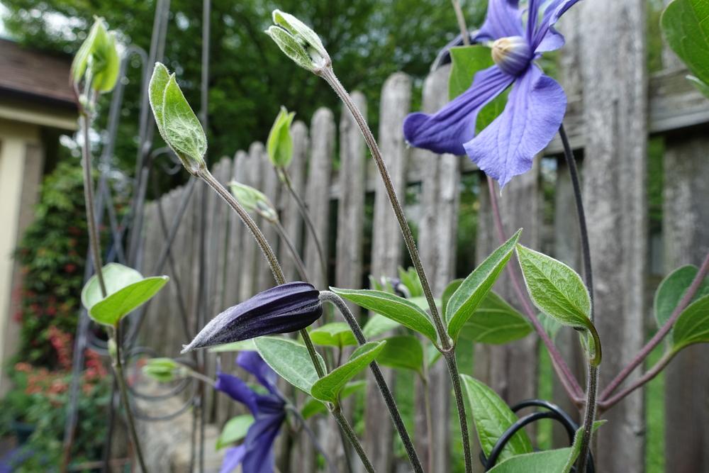 Photo of Clematis (Clematis durandii) uploaded by spikemom