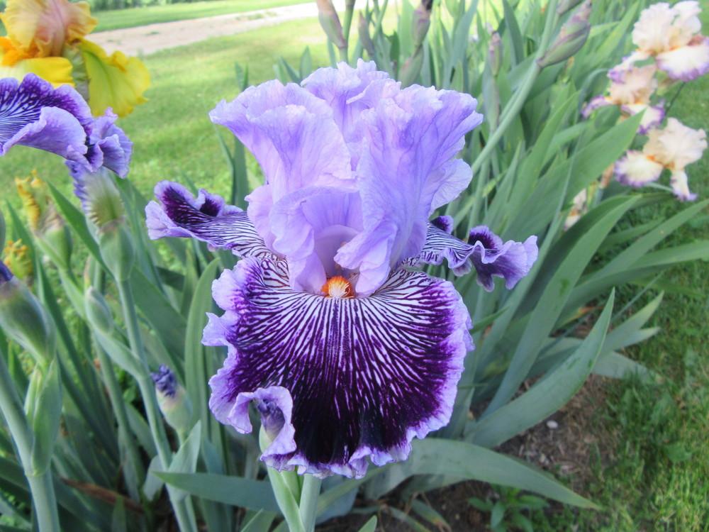 Photo of Tall Bearded Iris (Iris 'Captain Thunderbolt') uploaded by tveguy3