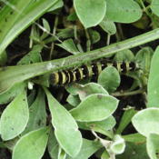 An American painted lady caterpillar, which eats pussytoes leaves