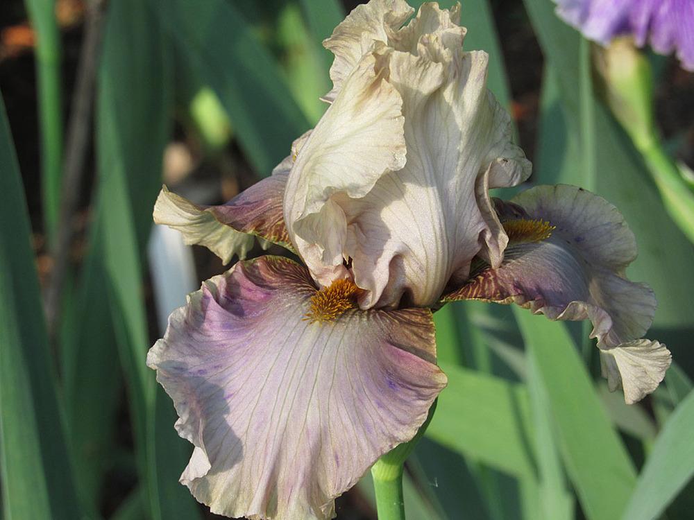 Photo of Tall Bearded Iris (Iris 'Ozone Alert') uploaded by Lestv