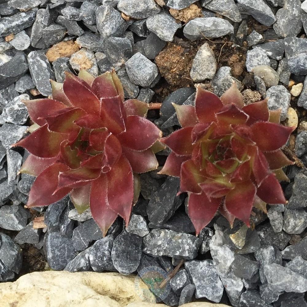 Photo of Hen and Chicks (Sempervivum 'Pepito') uploaded by Patty