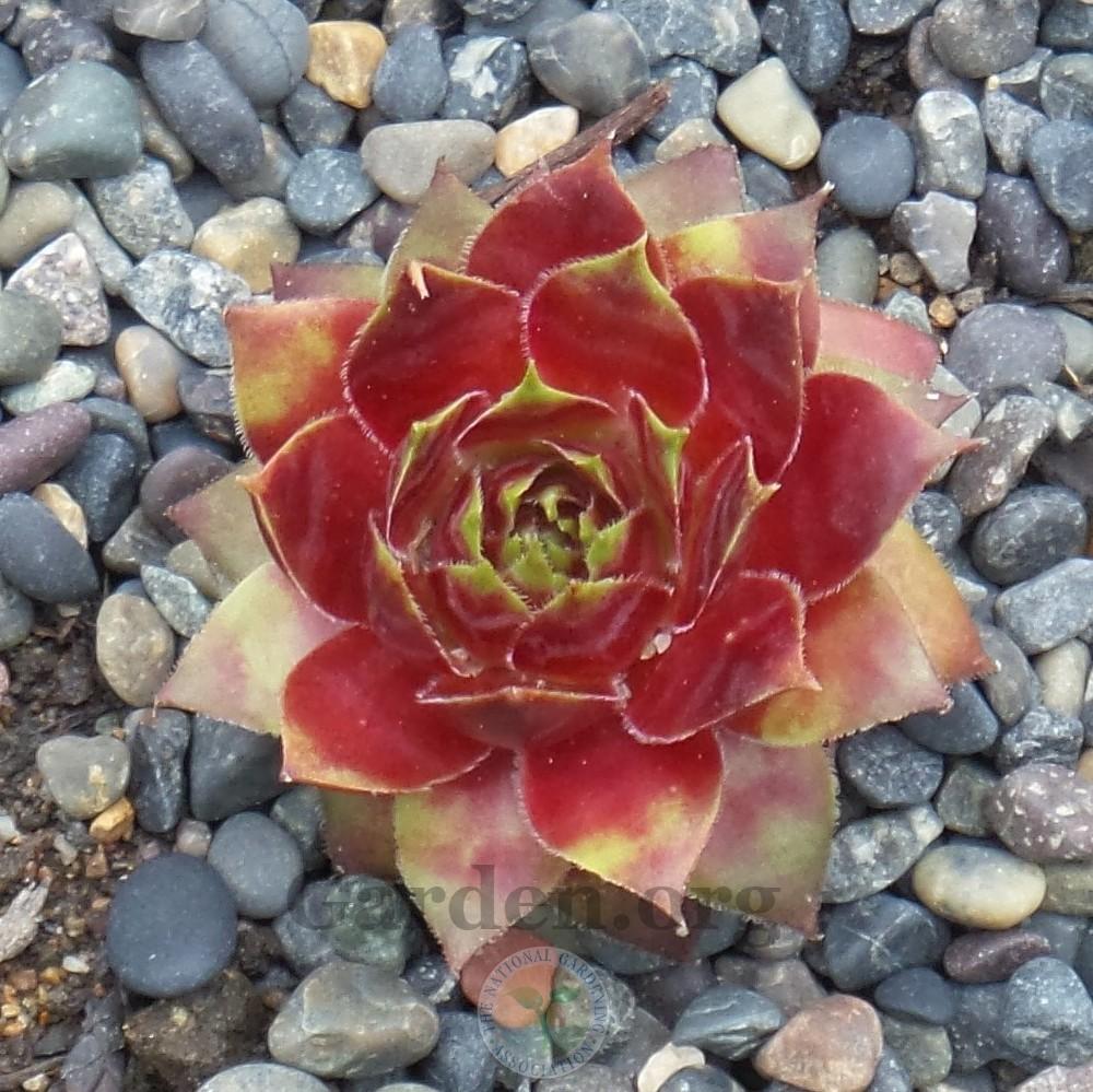 Photo of Hen and Chick (Sempervivum 'Red West') uploaded by Patty