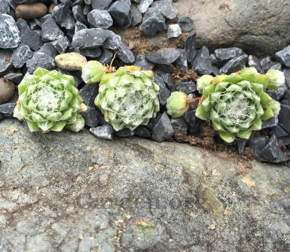 Photo of Hen and Chicks (Sempervivum arachnoideum 'Albion') uploaded by Patty