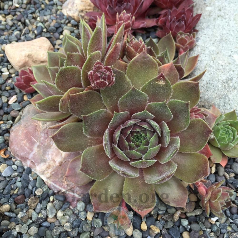 Photo of Hen and Chicks (Sempervivum 'Downland Queen') uploaded by Patty