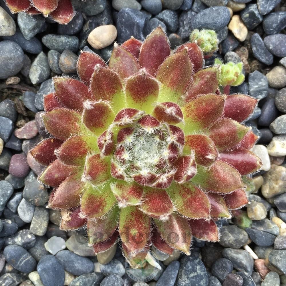 Photo of Hen and Chicks (Sempervivum 'Zilver Masquerade') uploaded by Patty