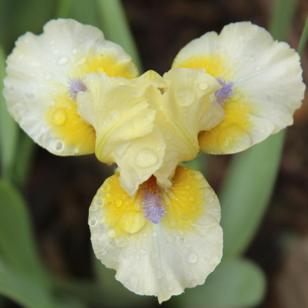 Photo of Standard Dwarf Bearded Iris (Iris 'Skydancer') uploaded by bratwithcat