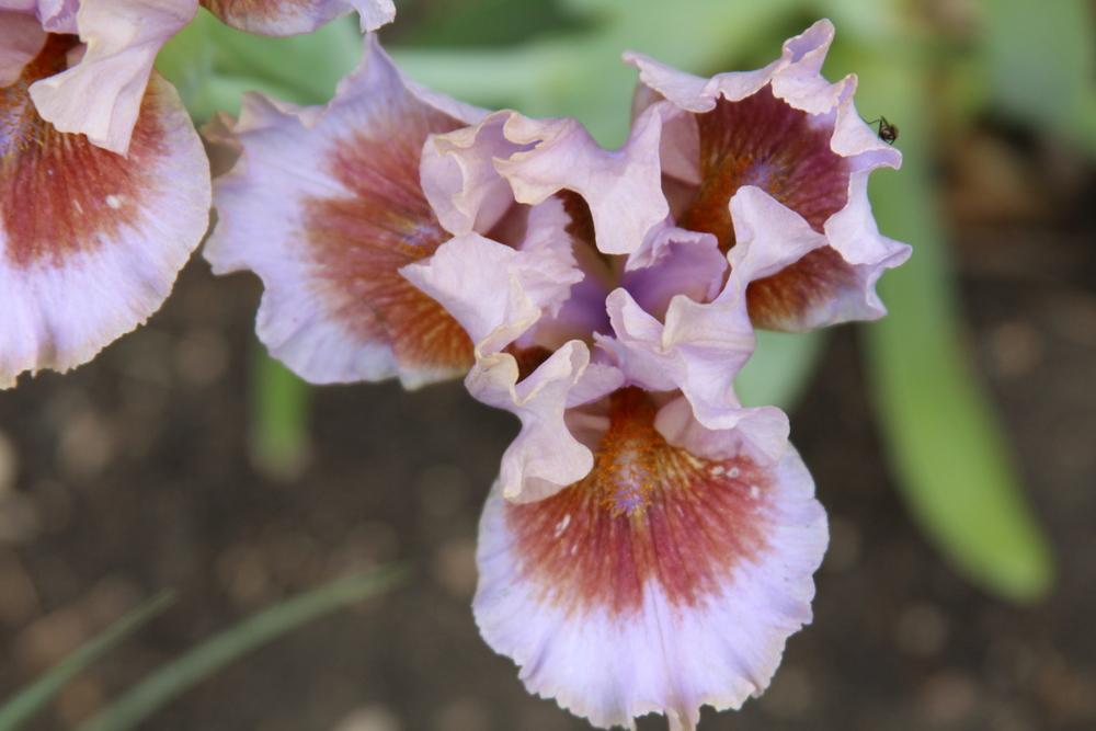 Photo of Standard Dwarf Bearded Iris (Iris 'Capiche') uploaded by bratwithcat