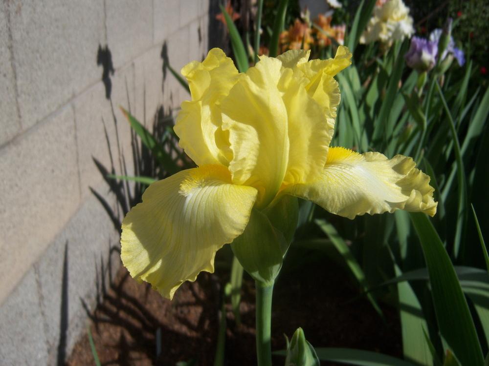 Photo of Tall Bearded Iris (Iris 'Harvest of Memories') uploaded by cocoajuno