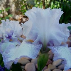 Location: SW Row 3-11
Date: 4-3-16
This iris gets more shade, still a lovely combination of color