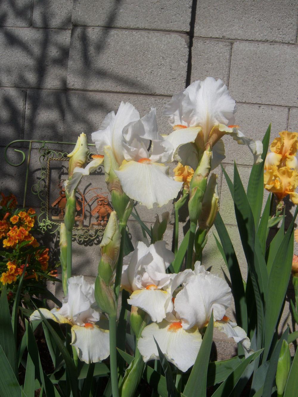 Photo of Tall Bearded Iris (Iris 'Halloween Halo') uploaded by cocoajuno