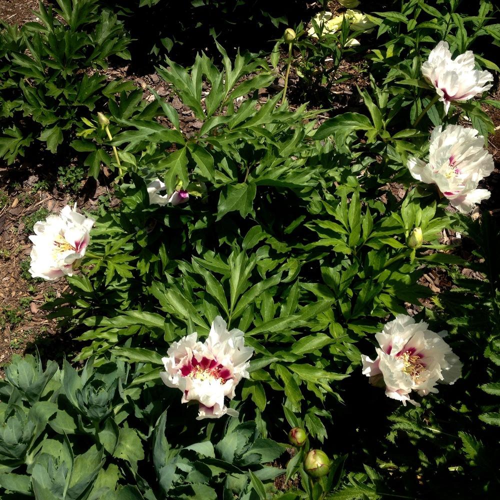 Photo of Itoh Peony (Paeonia 'Cora Louise') uploaded by csandt