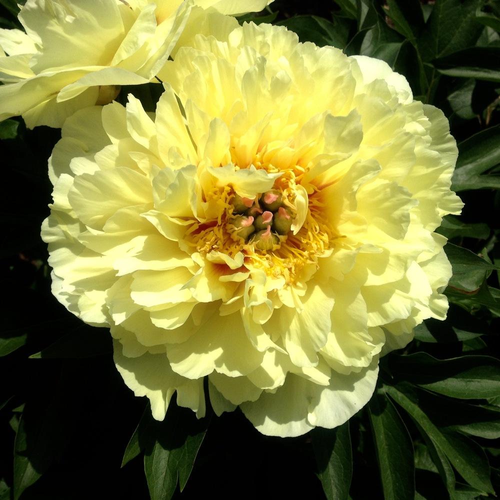 Photo of Intersectional Peony (Paeonia 'Bartzella') uploaded by csandt