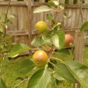 Ripening Pixie Crunch Apples