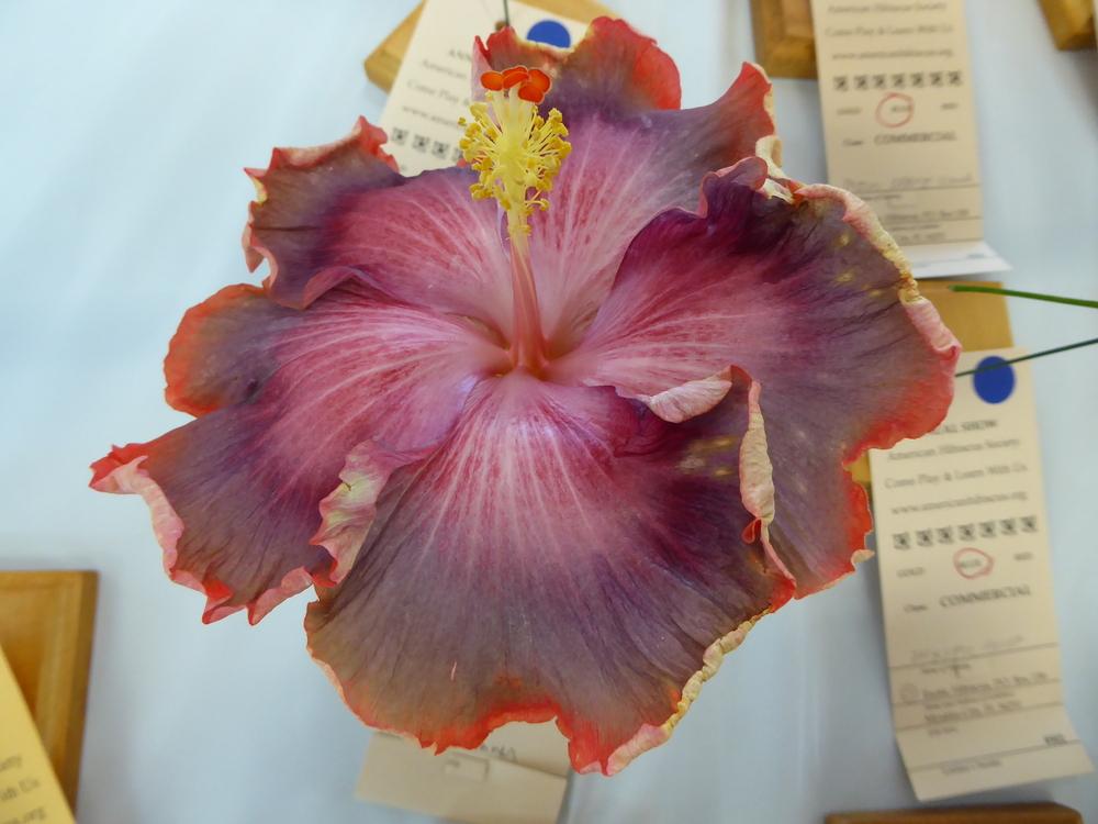 Photo of Tropical Hibiscus (Hibiscus rosa-sinensis 'Night Runner') uploaded by mellielong