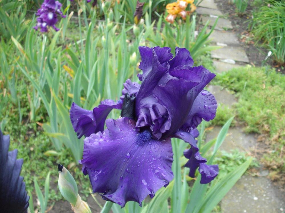Photo of Tall Bearded Iris (Iris 'Dusky Challenger') uploaded by pasla3