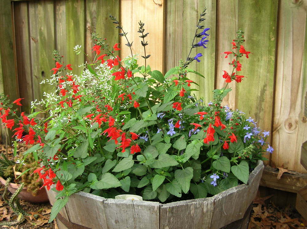Photo of Salvia (Salvia coccinea Summer Jewel™ Red) uploaded by sunkissed