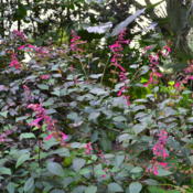 A must for the hummingbird garden, perennial in FL