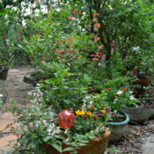 Red and pink Coccinea growing in a flower container, both self so