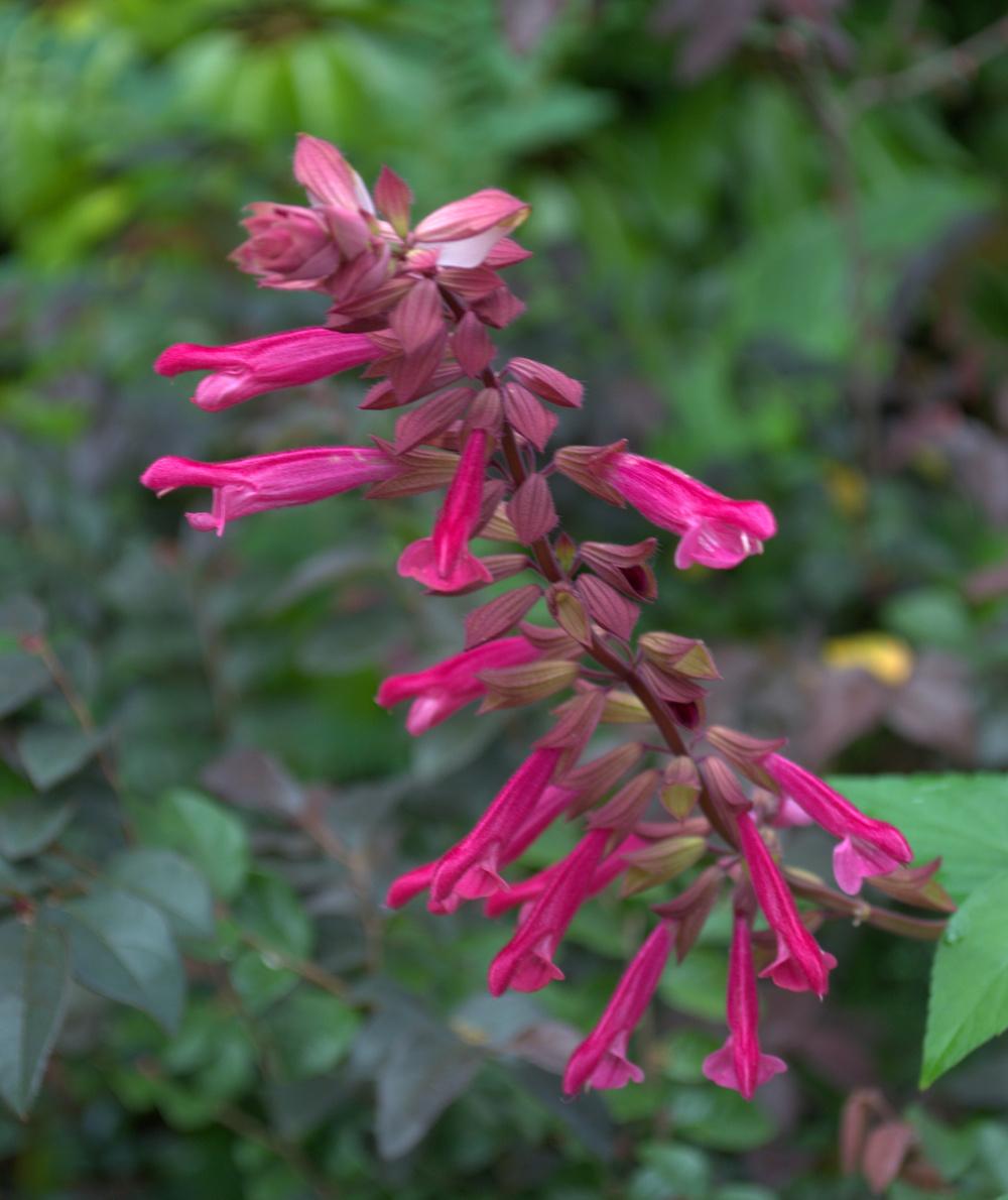 Photo of Salvia 'Wendy's Wish' uploaded by sunkissed
