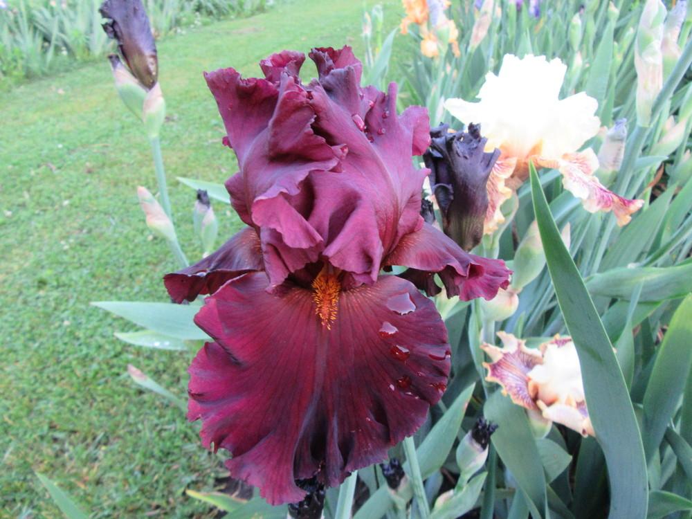 Photo of Tall Bearded Iris (Iris 'Iconic') uploaded by tveguy3