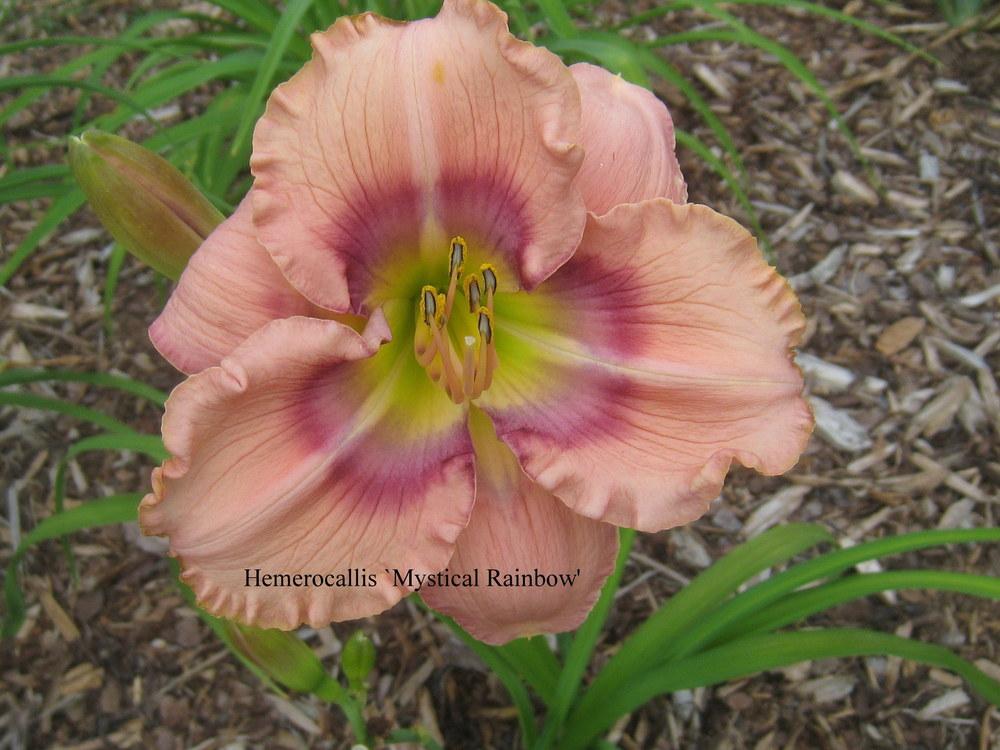 Photo of Daylily (Hemerocallis 'Mystical Rainbow') uploaded by Hemophobic