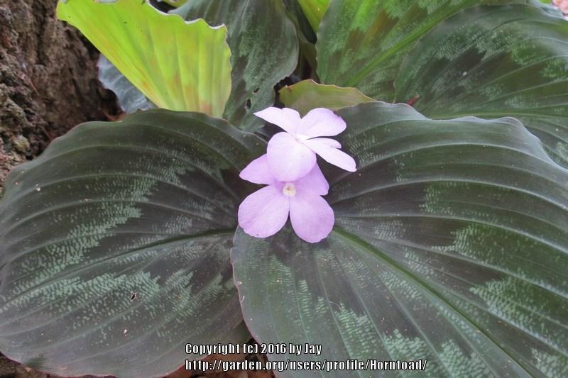 Photo of Peacock Ginger (Kaempferia pulchra) uploaded by Horntoad