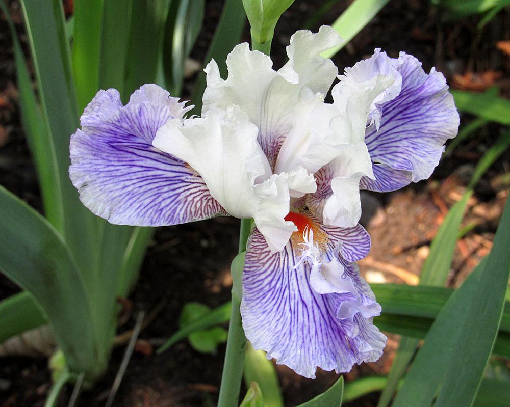 Photo of Tall Bearded Iris (Iris 'Maypearl') uploaded by Lestv