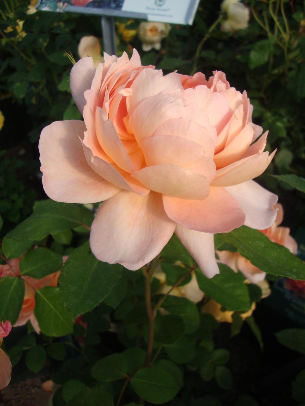 Photo of English Shrub Rose (Rosa 'Lady of Shalott') uploaded by Paul2032