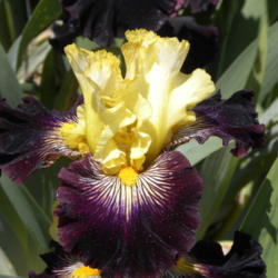 Location: Mariposa Iris Garden
Date: 2016-05-10
