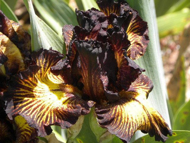 Photo of Tall Bearded Iris (Iris 'Tuscan Summer') uploaded by SassyCat