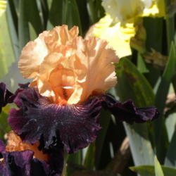 Location: Mariposa Iris Garden
Date: 2016-05-10