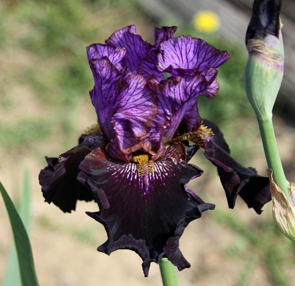 Photo of Tall Bearded Iris (Iris 'One of a Kind') uploaded by Snork