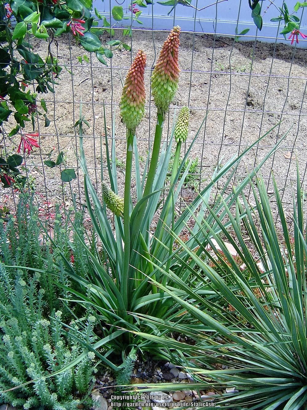 Photo of Torch Lilies (Kniphofia) uploaded by StaticAsh
